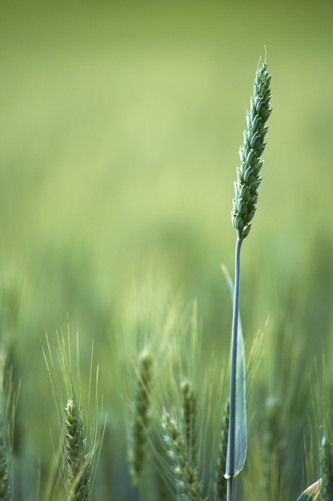 wheat field, cereal plant, field