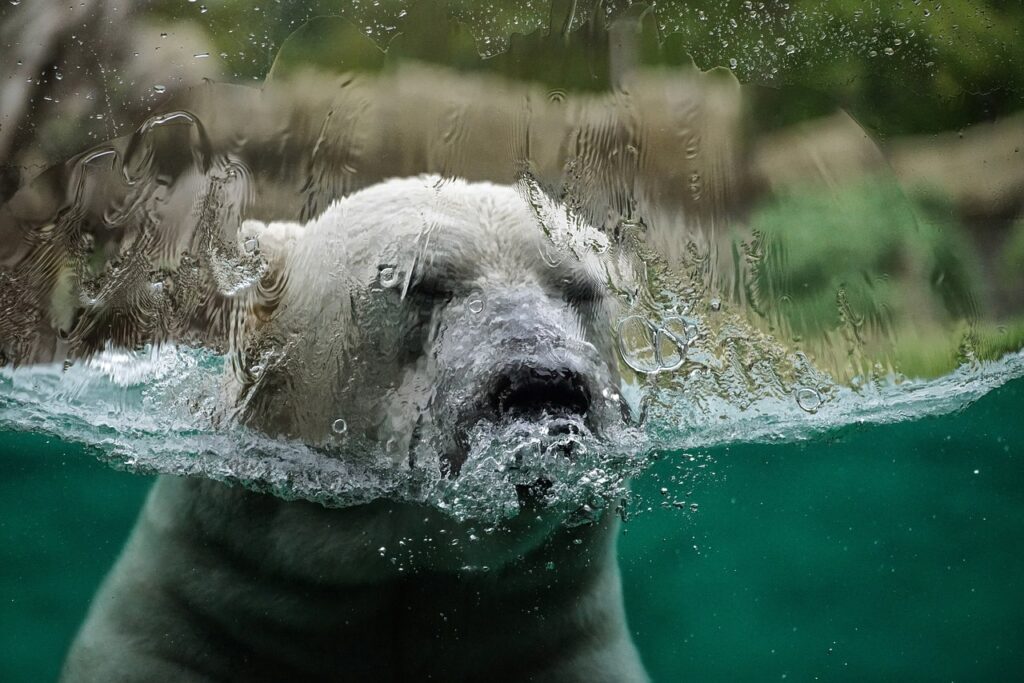 bear, polar bear, lake